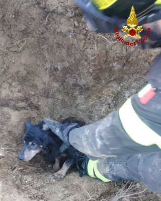 Cane incastrato in un tombino, lo liberano i vigili del fuoco
